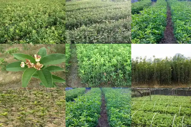 桂花天香台阁的养殖方法1684976697741