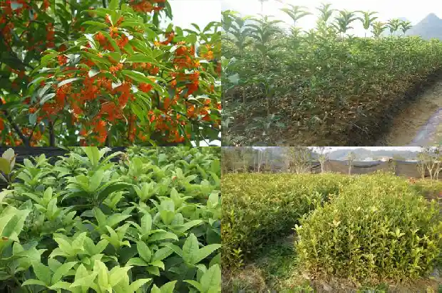 桂花天香台阁和佛顶珠哪个好看1684976708283