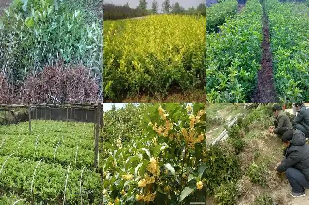 天香台阁桂花有几种颜色的花1684976732238