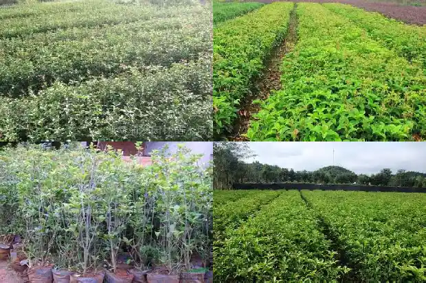天香台阁桂花有几种颜色的花1684976732286