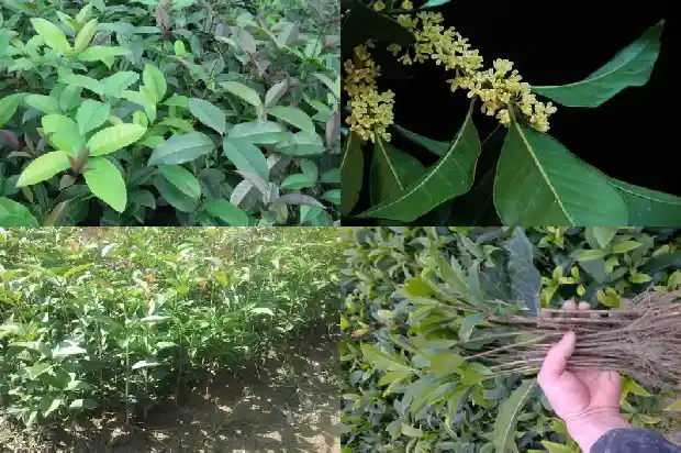 天香台阁桂花有几种颜色的花1684976732334