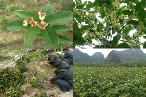 天香台阁桂花什么颜色最好1684976744967