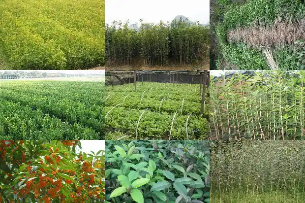 广西桂花树产地1690418531956