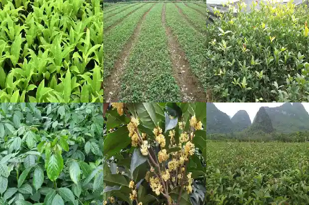 什么品种桂花最红1684976765725