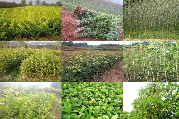 10公分的桂花树多少钱一盆1689640491037