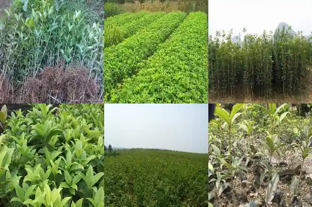 叶子好看的桂花品种有哪些1684976805156