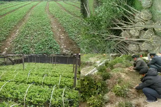 什么品种的桂花叶子小1684976834575