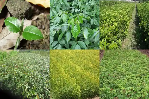 什么品种桂花四季开花1688861825843