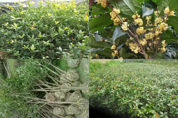 天香台阁桂花开什么颜色的花好养活1684976842958