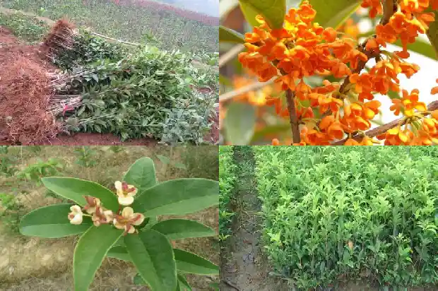 天香台阁桂花为什么是红色的花朵1684976853424