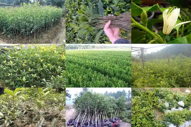 天香台阁桂花香不香了怎么回事呀1684976866644