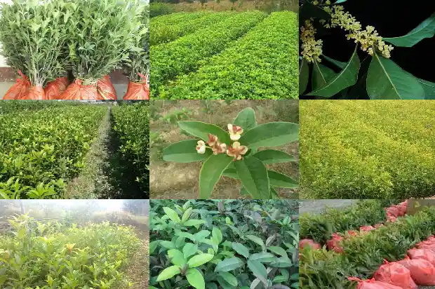 天香台阁桂花香不香了怎么回事呀1684976866692