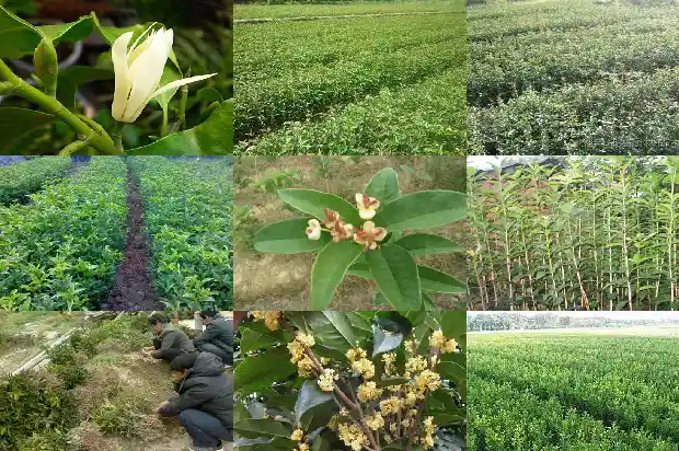 天香台阁桂花和金桂哪个香好些1684976874692