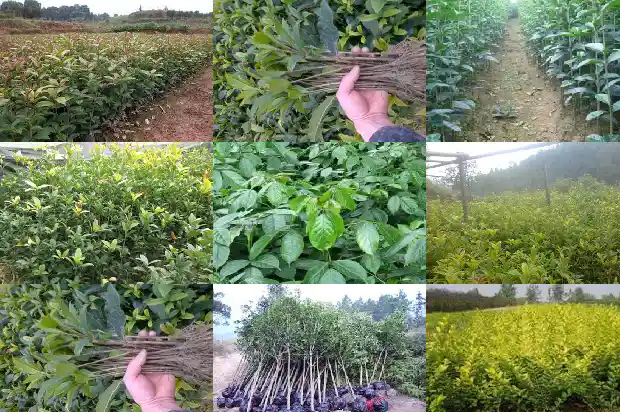 天香台阁桂花和金桂花的区别在哪1684976882756