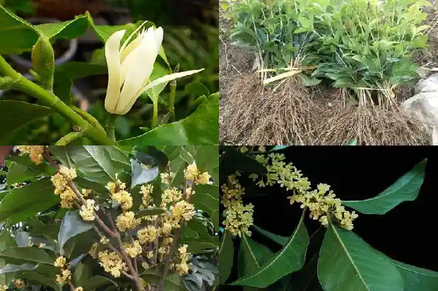 天香台阁桂花和金桂花的区别在哪1684976882804