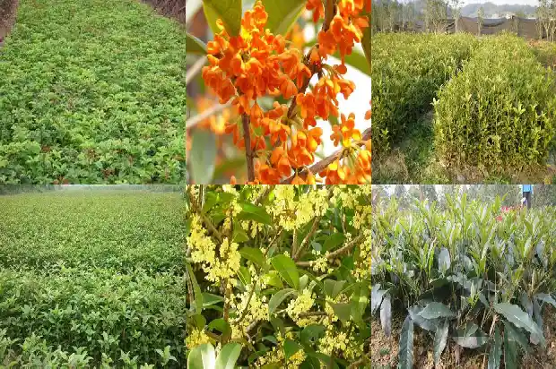 桂花还有其他颜色吗1684976890893
