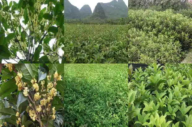 哪种桂花开的时间长1684976901570