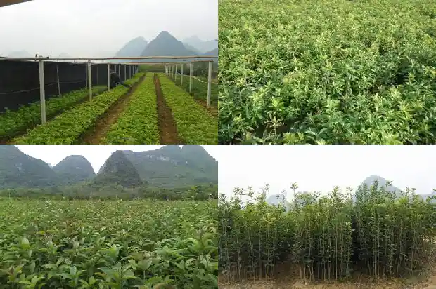 哪里的桂花树好种1688792597013