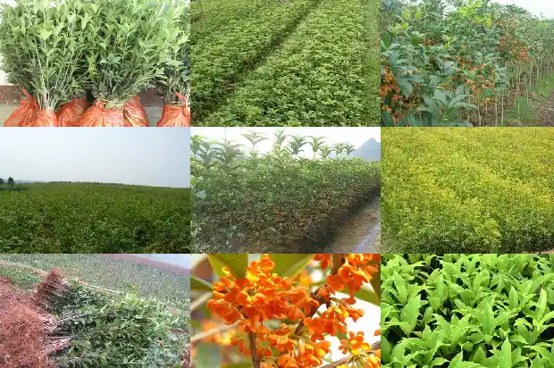 开花时间最长的桂花1684976921552