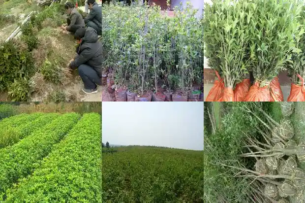 什么品种的桂花开花时间长1684976930083