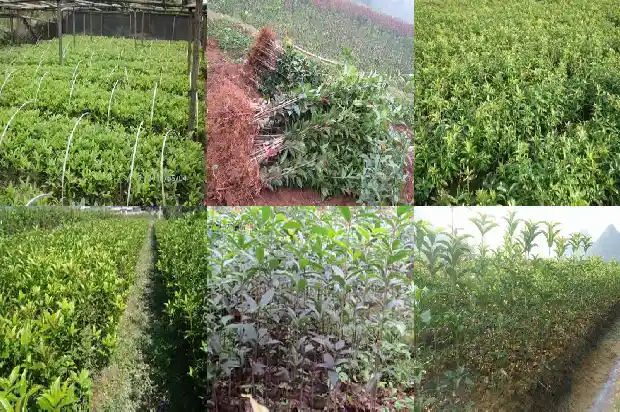 桂花土壤用酸性还是碱性土1684976946416