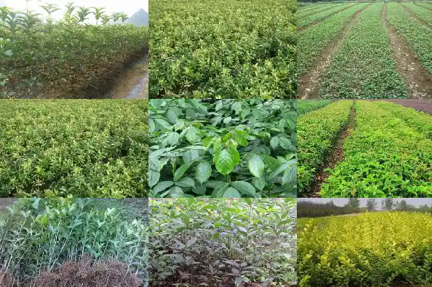 桂花土壤用酸性还是碱性土1684976946464