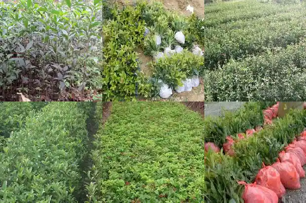 桂花喜欢什么样的土壤1684976983352
