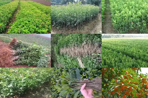桂花喜欢什么样的土壤1684976983400