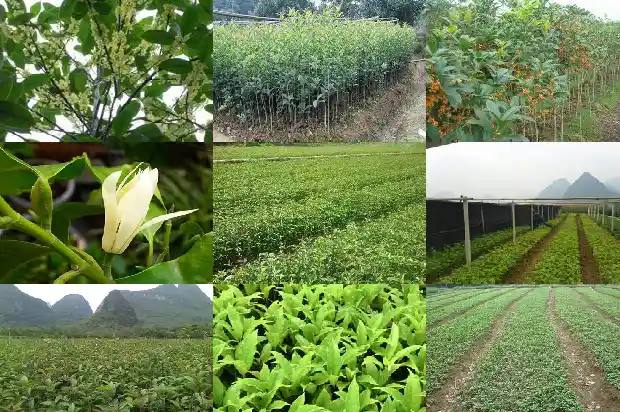 桂花土壤湿度多少浇水1684977003896