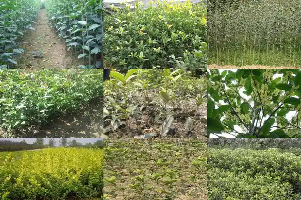 桂花土壤湿度多少合适1684977016469