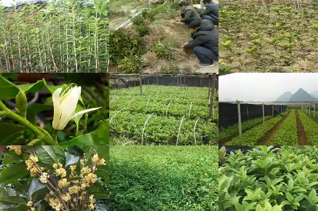 桂花土壤湿度多少合适1684977016517
