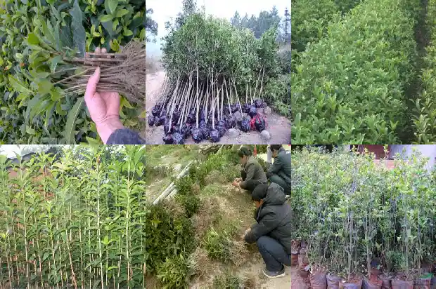 桂花喜欢什么肥料和土壤1684977024979