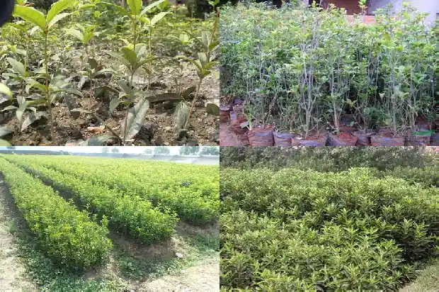 桂花喜欢什么肥料和土壤1684977025027