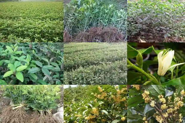 桂花花语是什么象征着什么1684977033055