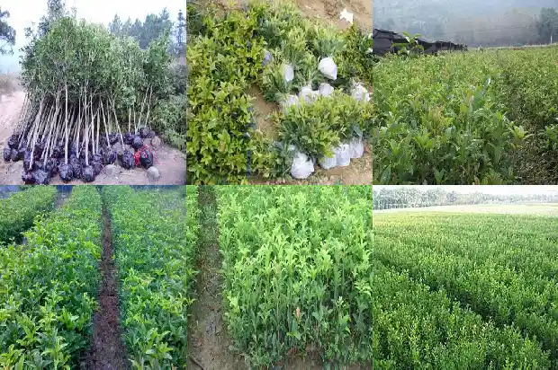 桂花花语是什么象征着什么1684977033103