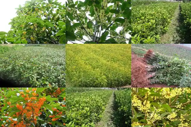 哪里桂花树最好看1688792629060