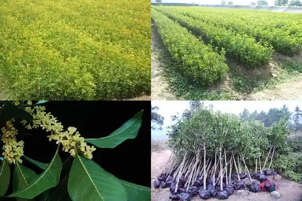 桂花寄生的作用与功效禁忌1684977045545