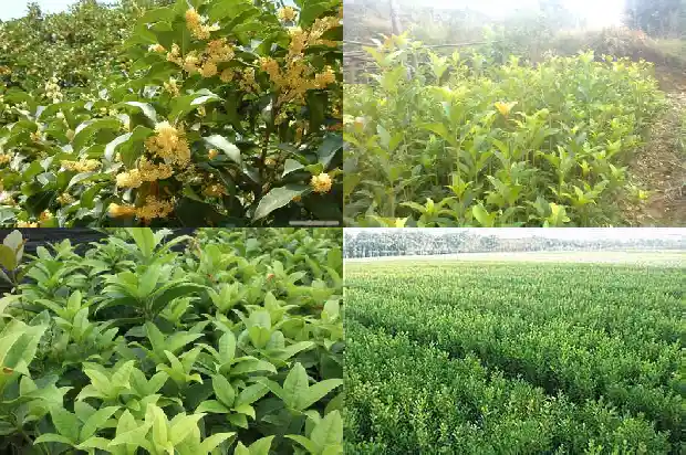 桂花寄生的作用与功效是什么1684977053707