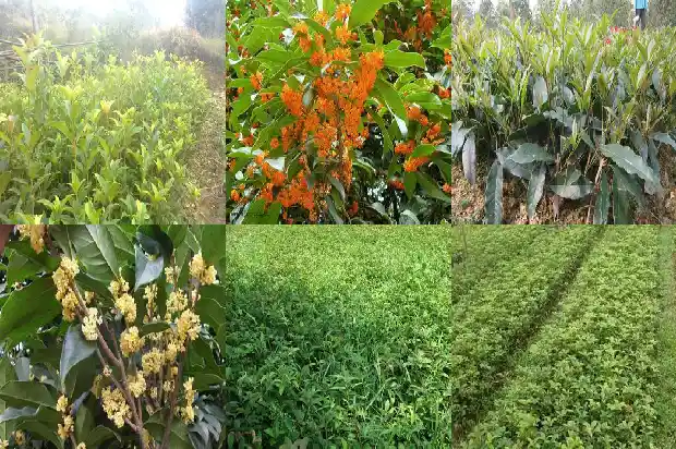 桂花食物做法1684977116218