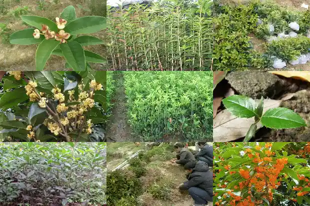桂花食物做法1684977116264