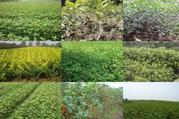 天香台阁桂花没有香味吗为什么不开花1684977133793