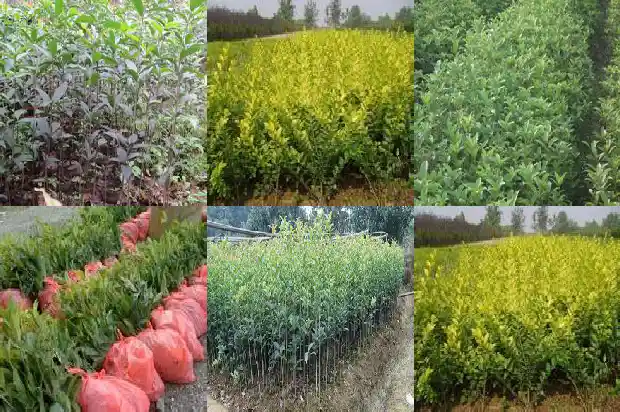 干桂花放了一年还能喝吗1689313178131