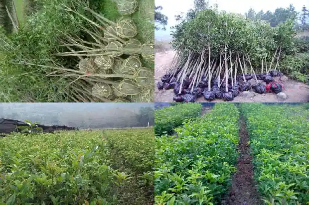 天香台阁桂花什么时候发叶的1684977189145