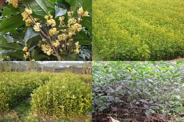 天香台阁桂花什么时候发叶的1684977189192