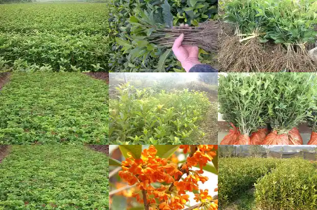 金桂花在北方怎么养1684977226568