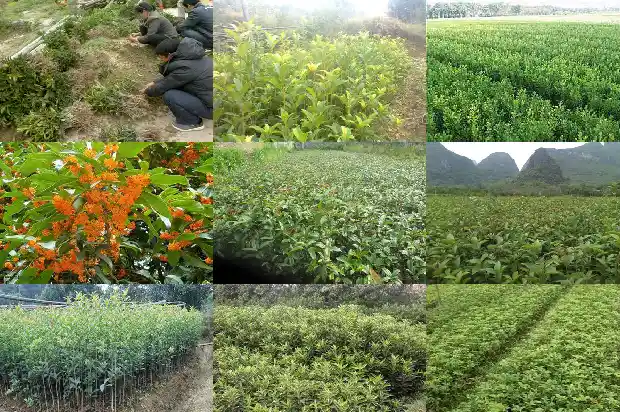 金桂花在北方怎么养1684977226663