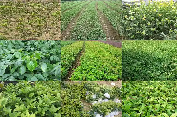 关于桂花的资料有哪些?用途、特点1684977253468