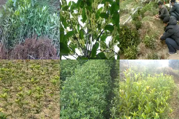 关于桂花的资料有哪些?用途、特点1684977253516