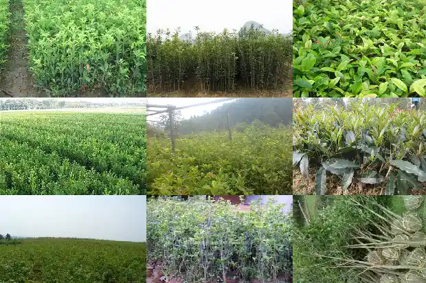 关于桂花的资料有哪些?用途、特点1684977253564