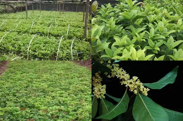 关于桂花的资料有哪些?用途、特点1684977253611
